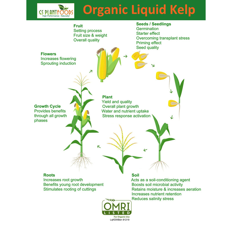 Liquid Kelp Organic Seaweed Fertilizer, 1 quart of concentrate - GS Plant Foods